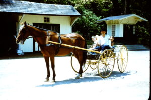 Ed in horse-driven carriage at Valley Green (late 1950s)